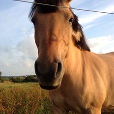 Anden særlig race Soreya