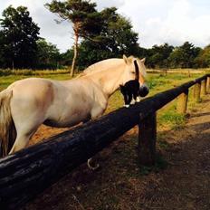 Fjordhest Vikkelsøe's unika