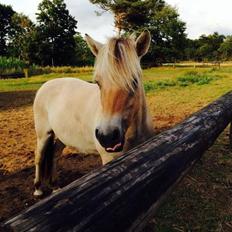 Fjordhest Vikkelsøe's unika