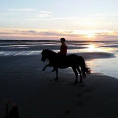 Islænder Koldís frá Hofi