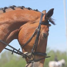 Anden særlig race Stauslykke's Contino