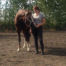 Welsh Cob (sec D) Hvedholms William