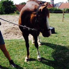 Welsh Cob (sec D) Hvedholms William