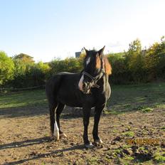 Welsh Cob (sec D) Regan