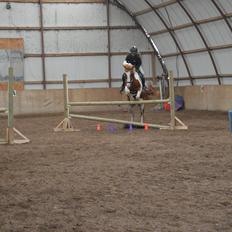 Pinto Indurain Delight - Den Brogede Skønhed