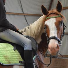 Pinto Indurain Delight - Den Brogede Skønhed