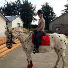 Knabstrupper Cibell [lånehest]