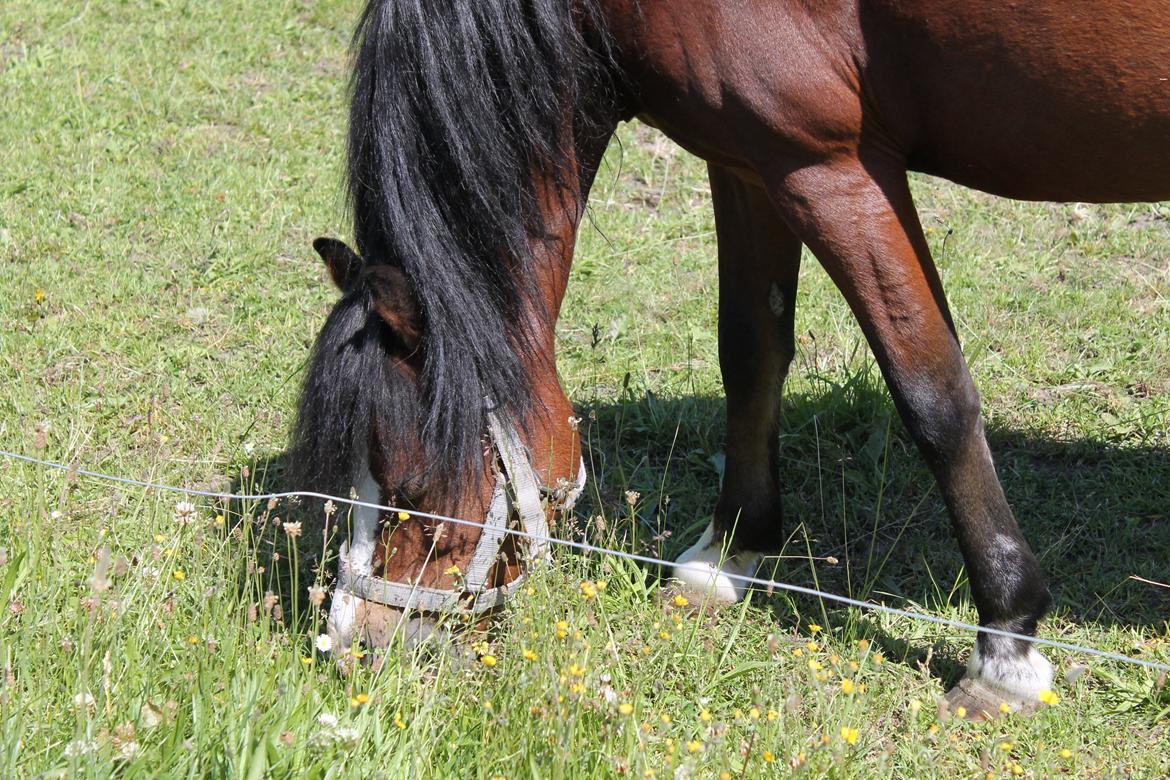 Welsh Mountain (sec A) Barbie - hej hej!<3 billede 20