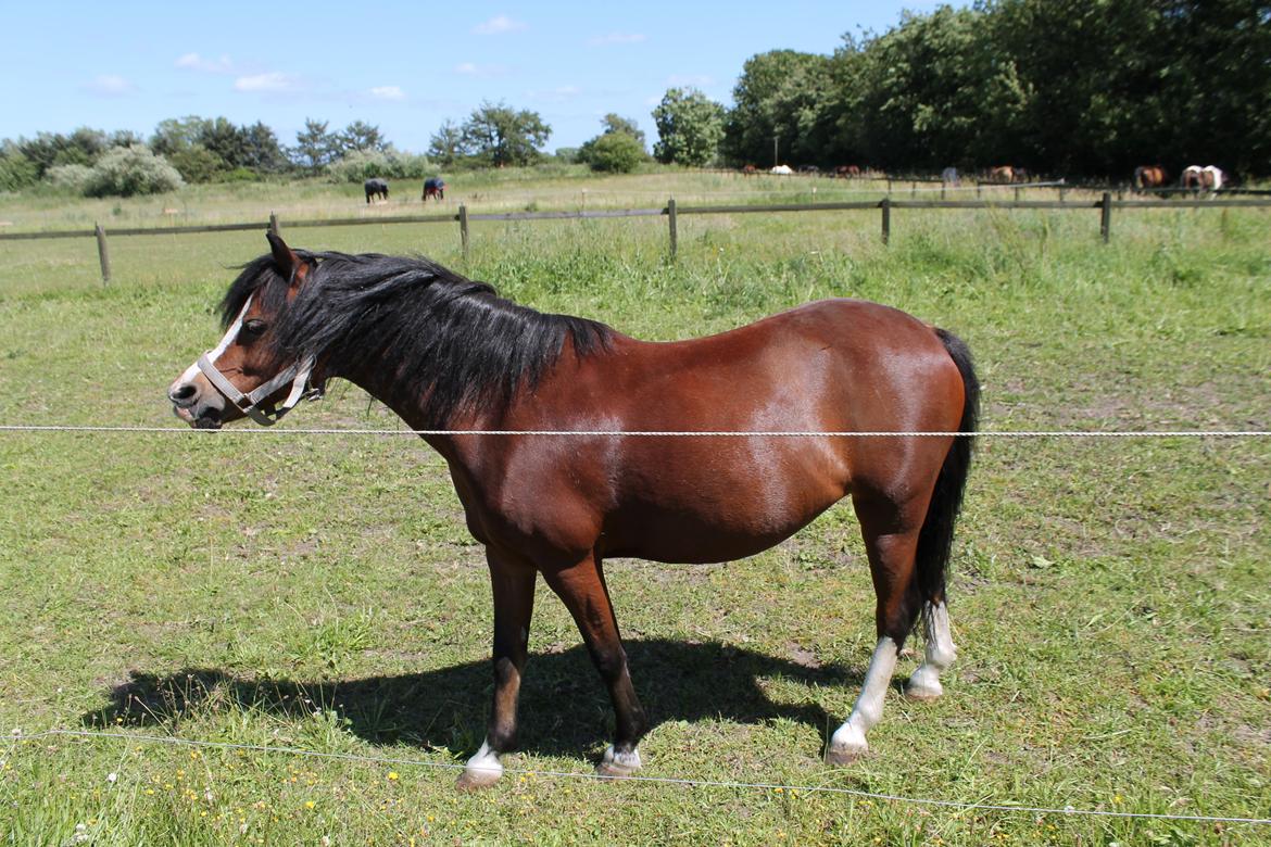 Welsh Mountain (sec A) Barbie billede 2