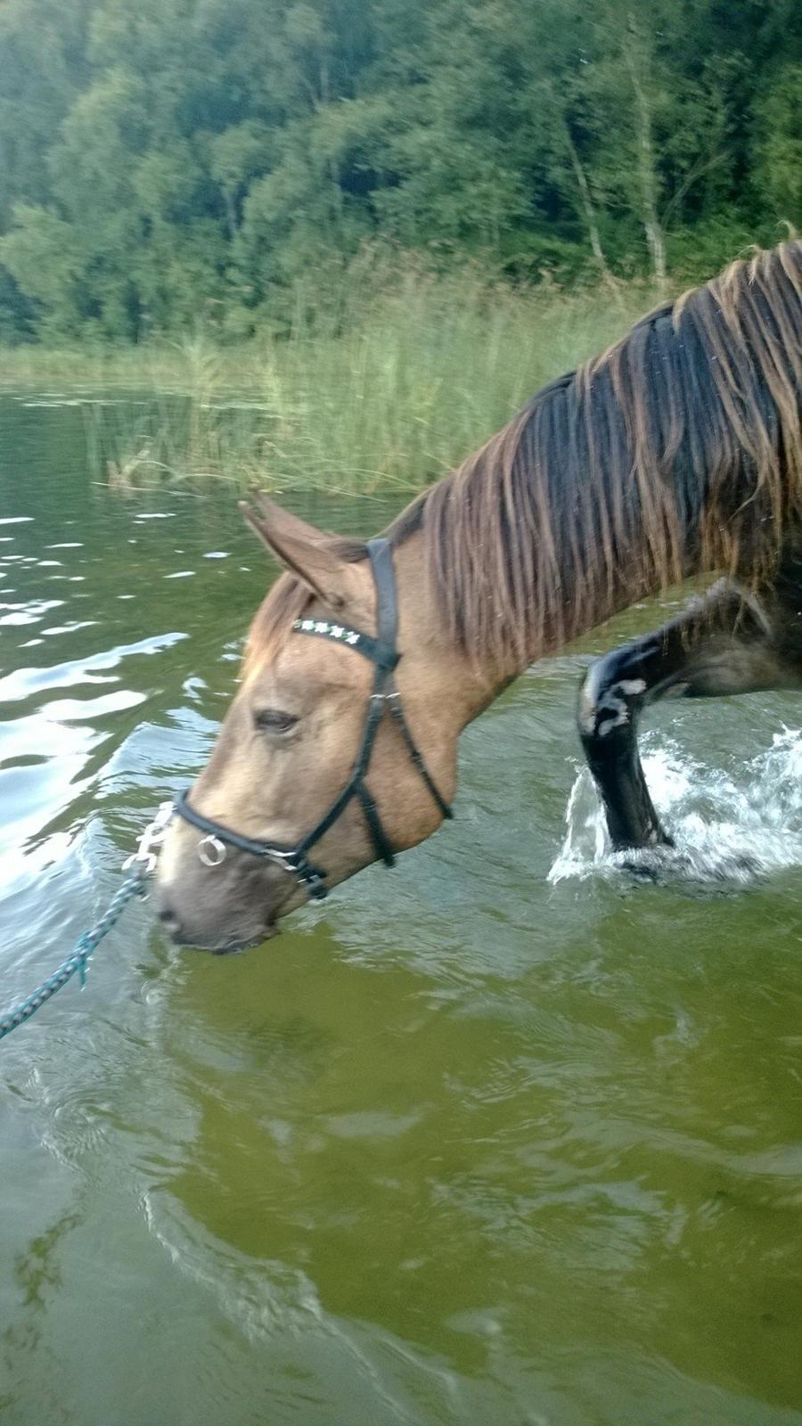 Anden særlig race Klitgaards Maximilian*R.I.P* billede 2