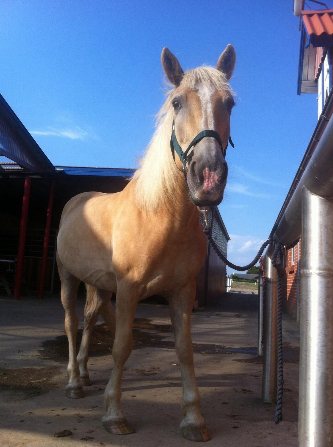 Haflinger Dominique Høgh billede 8