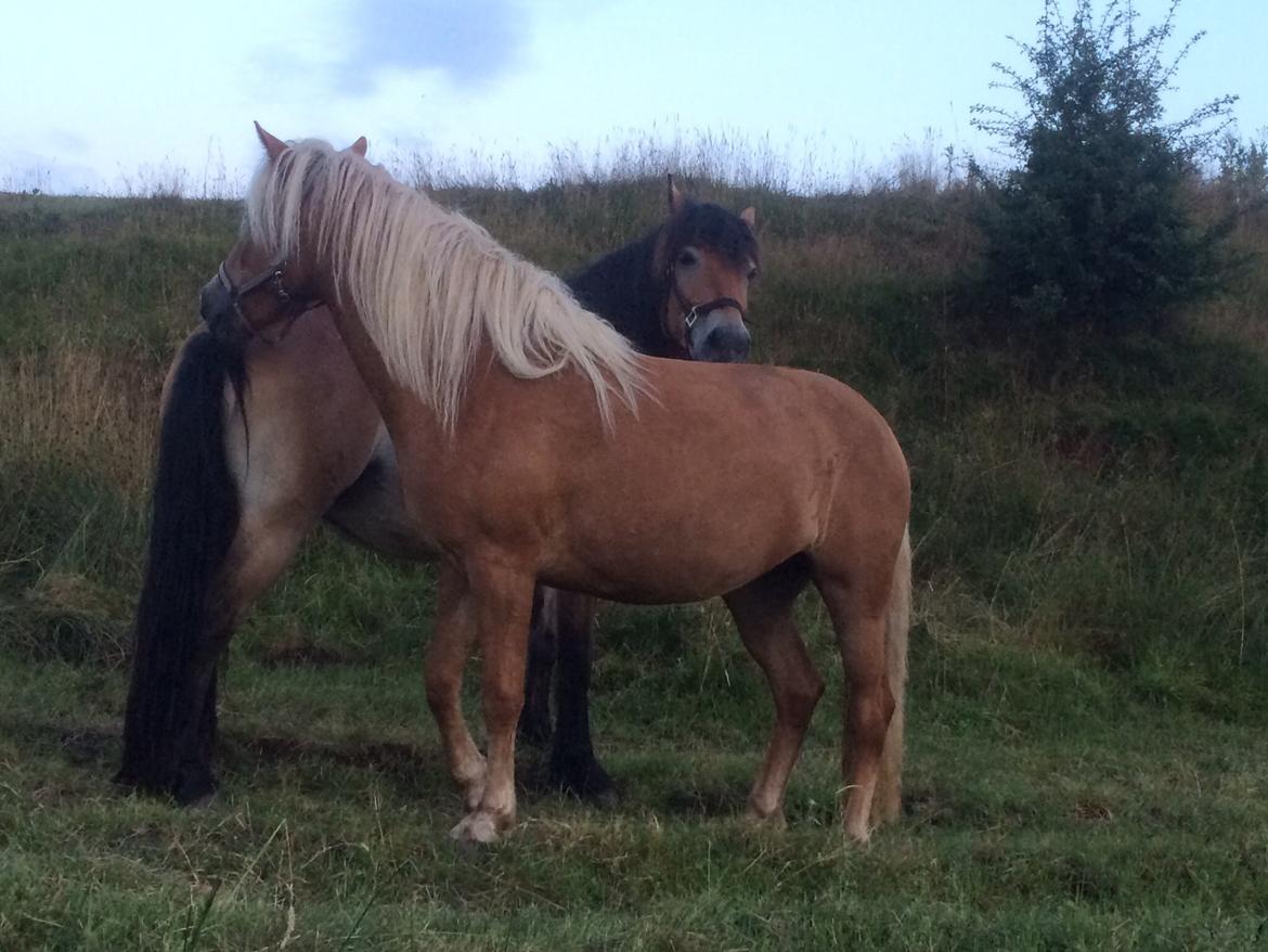 Haflinger Fenja billede 16