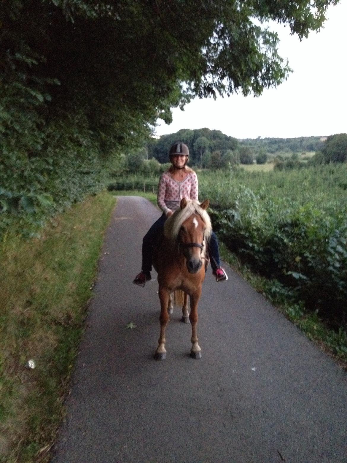 Haflinger Fenja billede 17