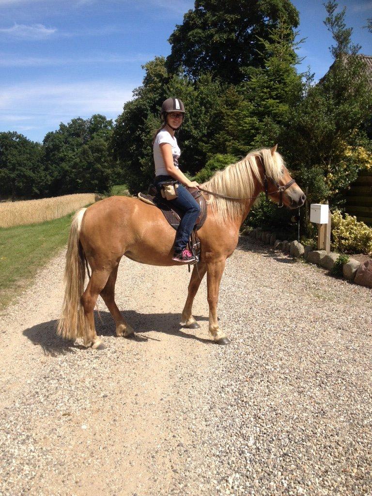 Haflinger Fenja billede 18