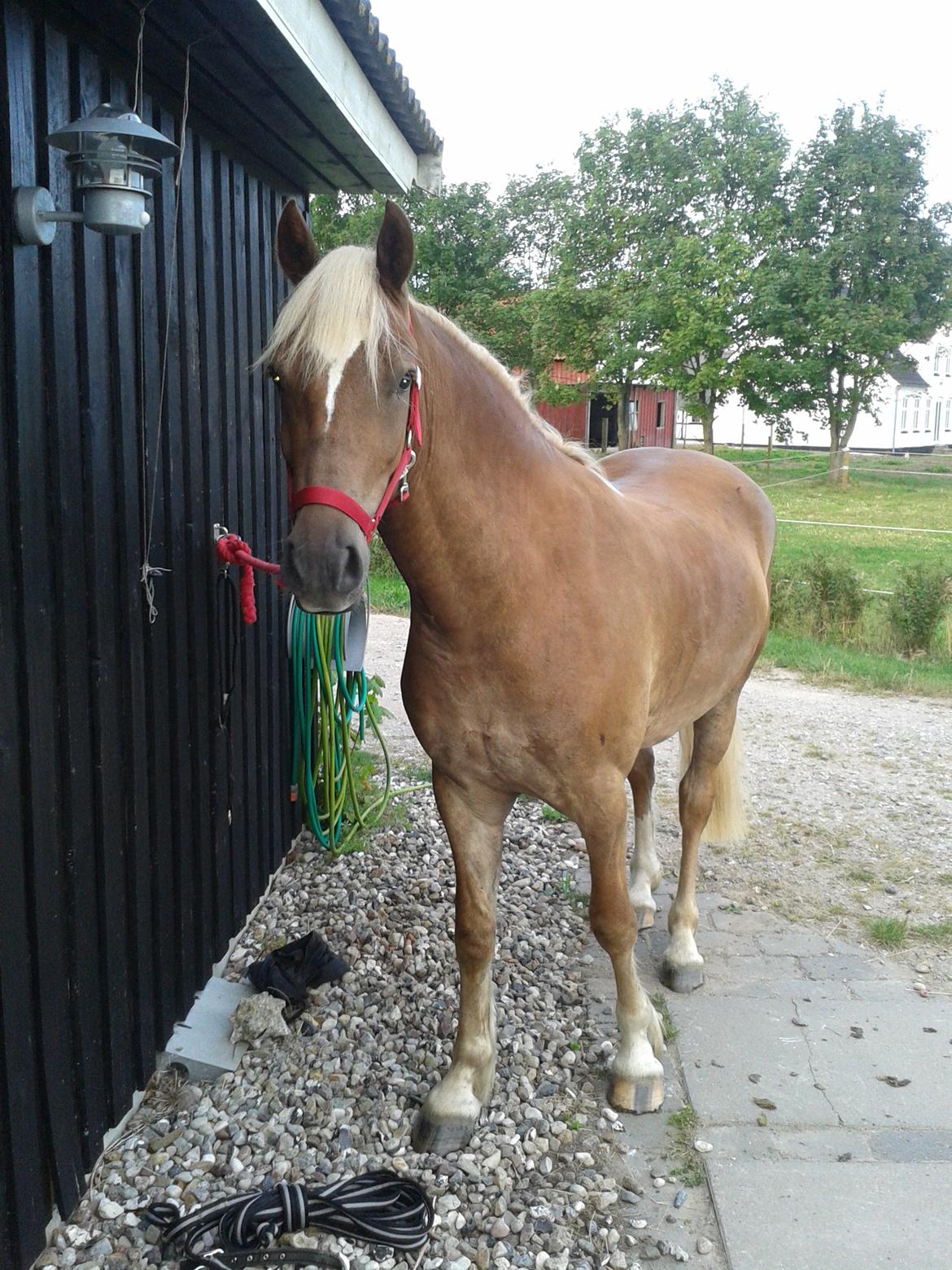 Welsh Cob (sec D) Mr. Roy billede 44