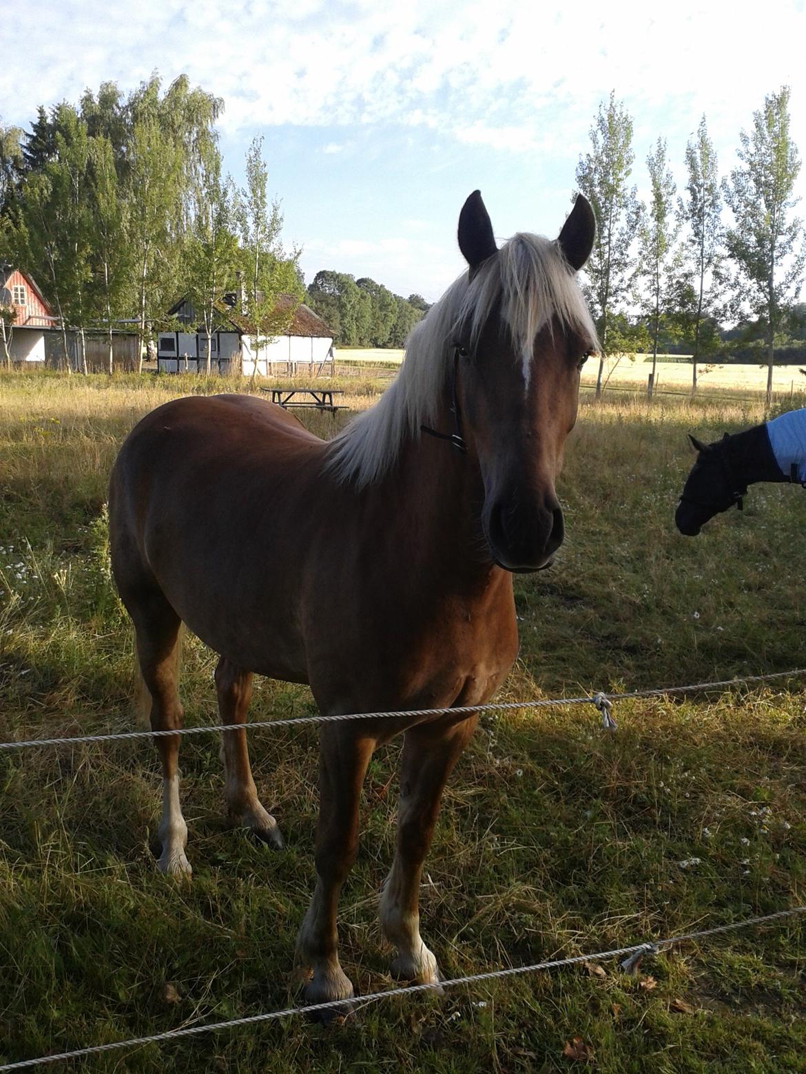 Welsh Cob (sec D) Mr. Roy billede 45