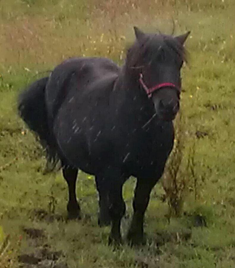 Shetlænder Bamse - 5 år gammelt billede 6