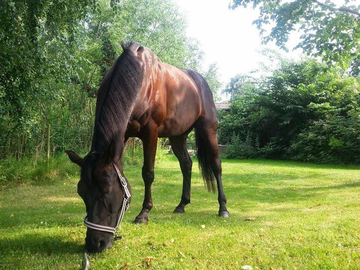 Oldenborg Masterpiece billede 19