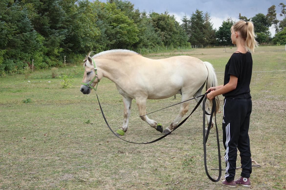 Anden særlig race Frederik - Venø 2014 billede 18