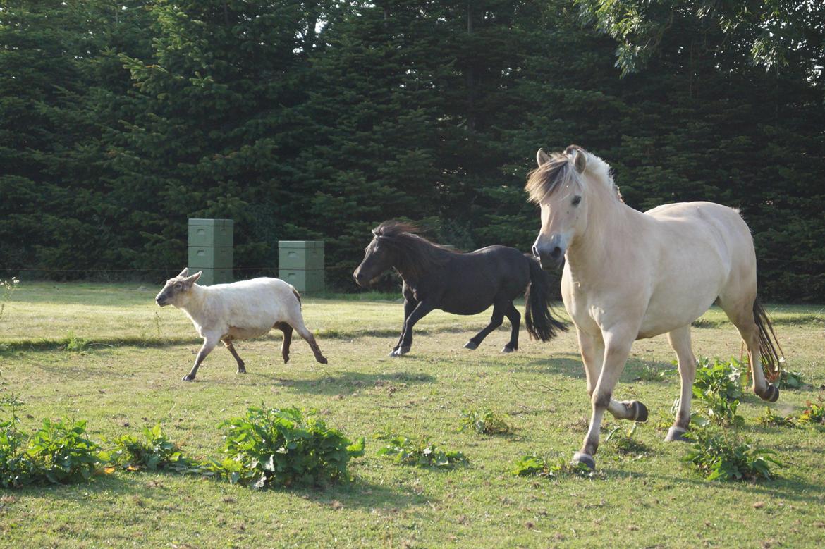 Fjordhest Flicka billede 9