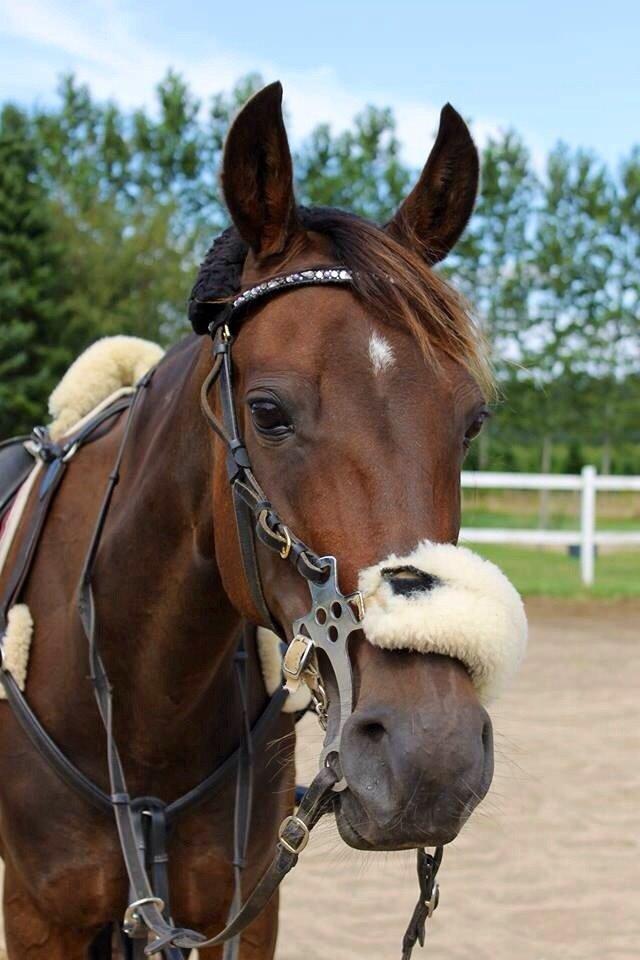 Traver Juvel Møllegaard [HIMMELHEST] - Lækker hest! billede 13