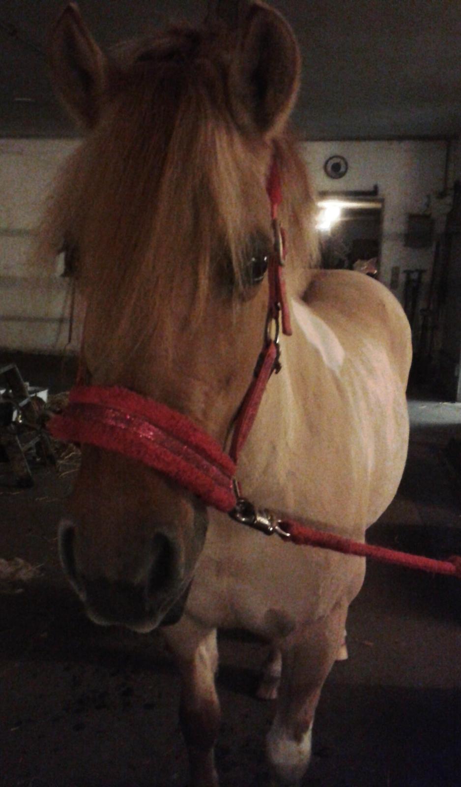 Anden særlig race Molly<3 - Søde Molle mus<3 billede 10