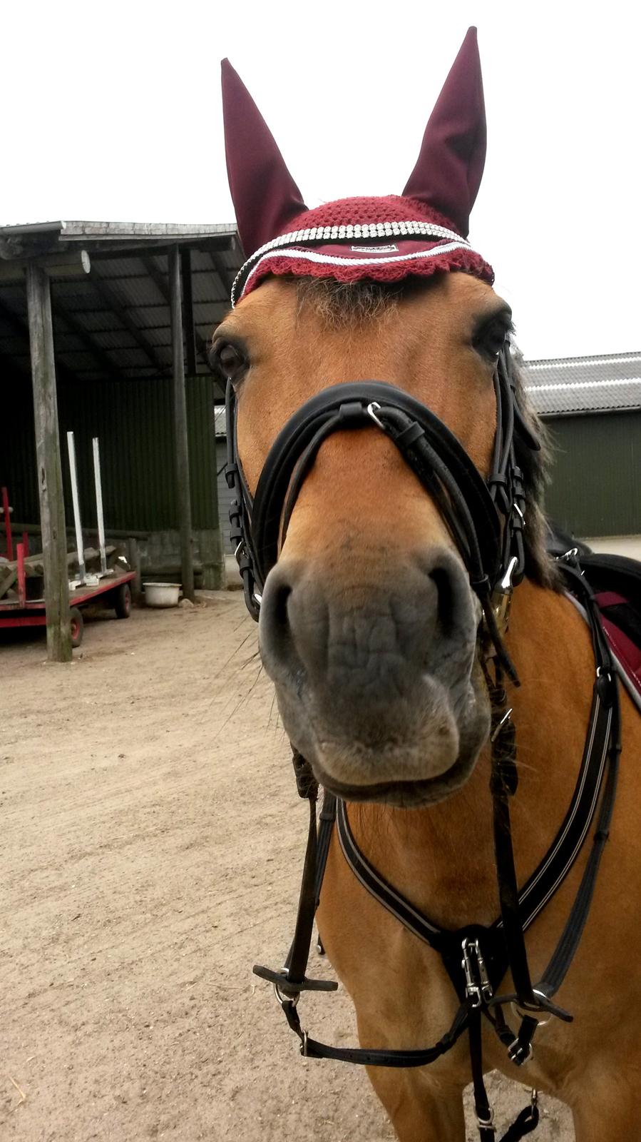 Anden særlig race Lady<3 - Hva så ;-) billede 20