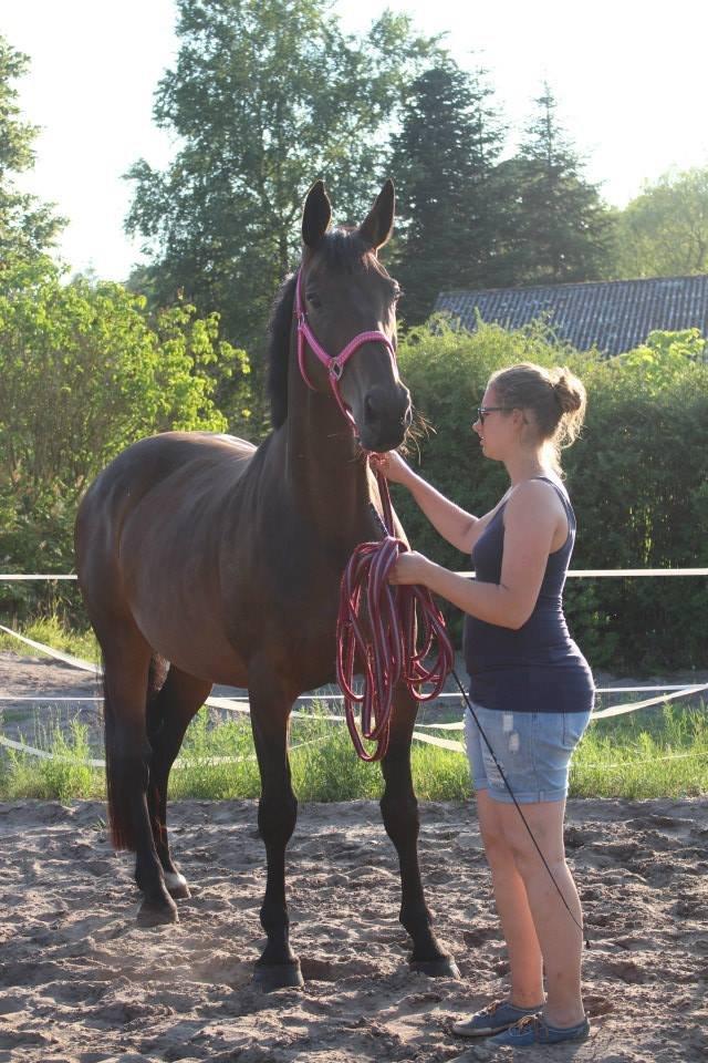 Oldenborg VESTERGAARDS LUCIA billede 3