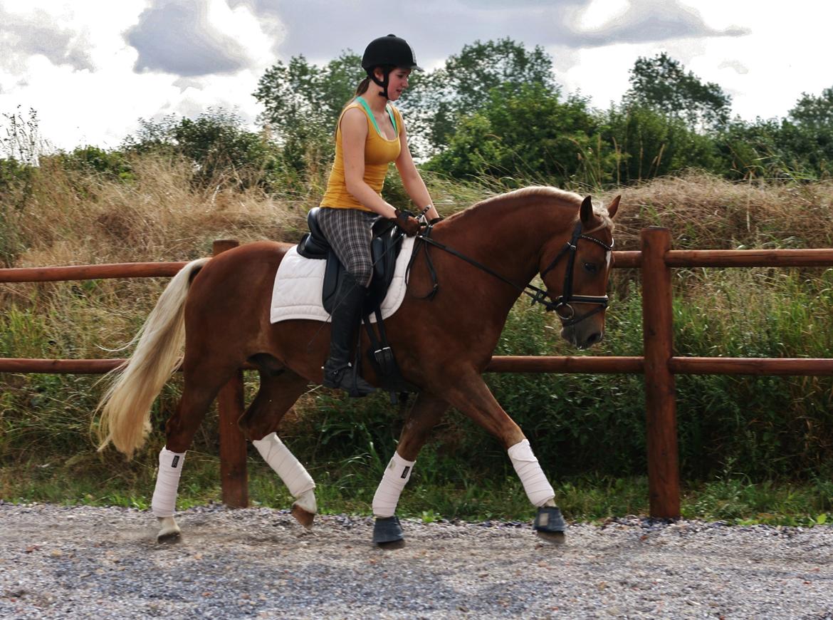 New Forest Romeo´s Kentucky - Kentucky under rytter for 16. gang. August 2014 billede 22