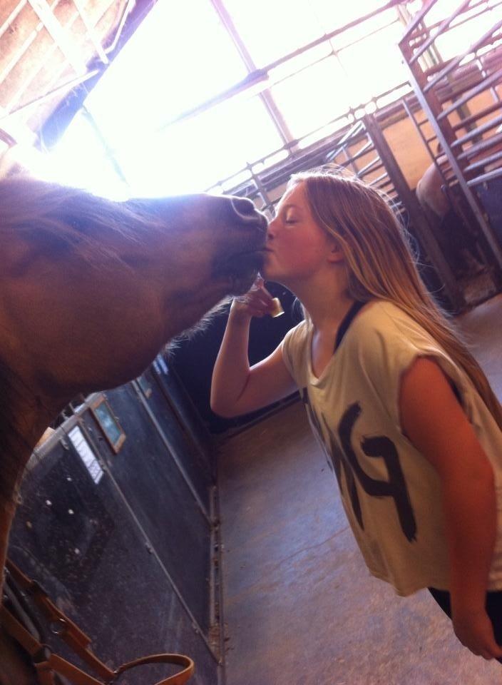 Anden særlig race Mombassa (himmelhest) billede 14