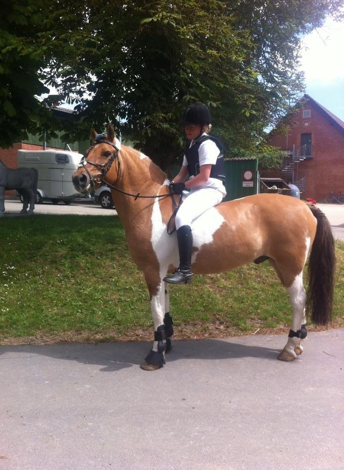 Anden særlig race Mombassa (himmelhest) billede 19