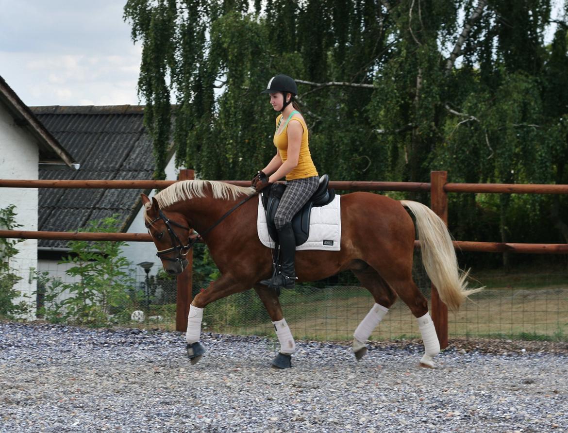 New Forest Romeo´s Kentucky - Kentucky under rytter for 16. gang. August 2014 billede 12