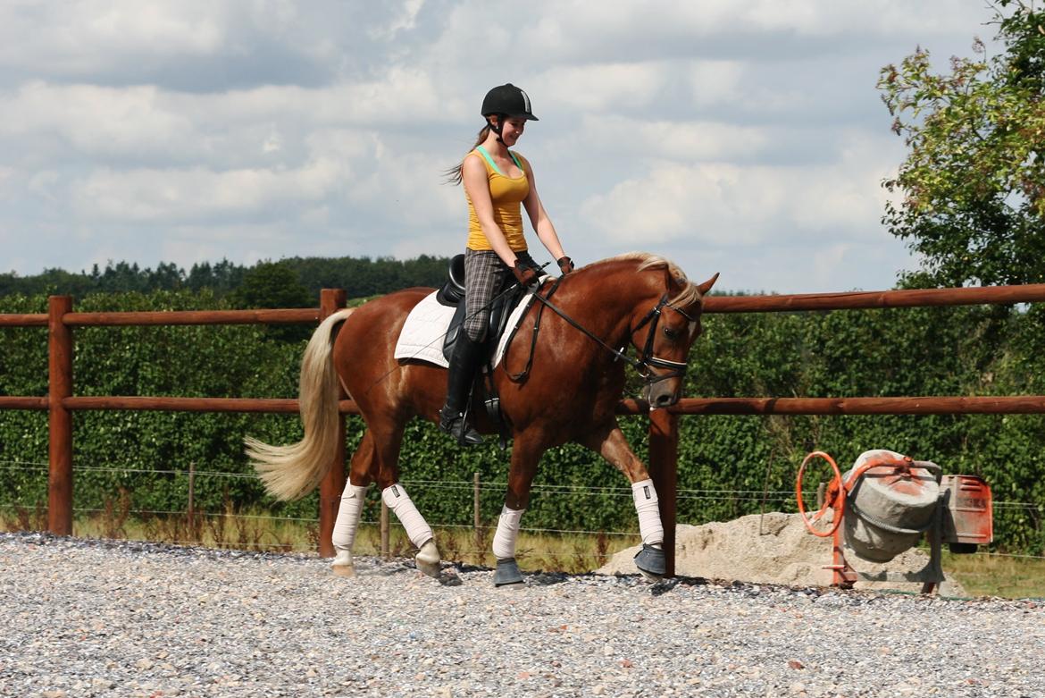 New Forest Romeo´s Kentucky - Kentucky under rytter for 16. gang. August 2014 billede 15