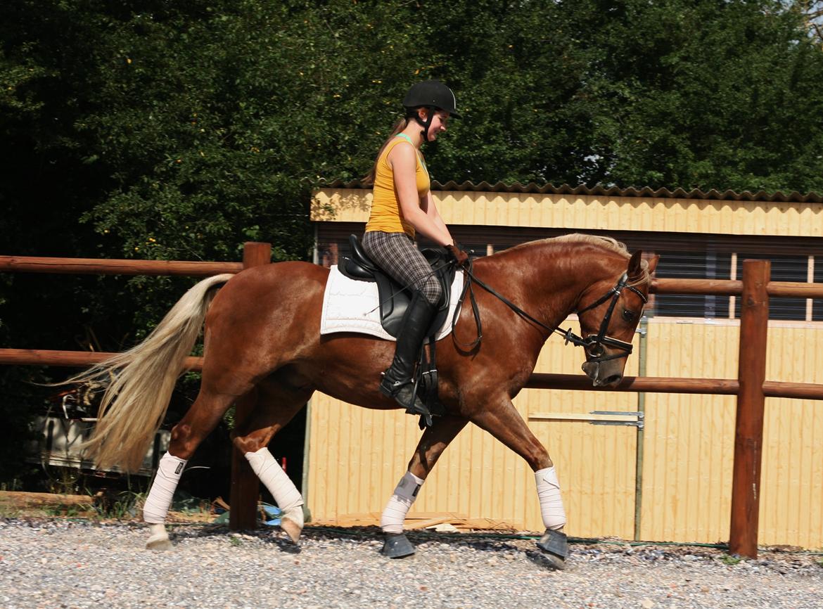 New Forest Romeo´s Kentucky - Kentucky under rytter for 16. gang. August 2014 billede 18