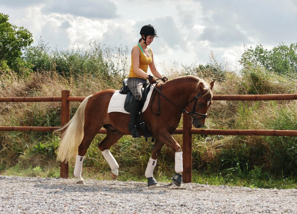 New Forest Romeo´s Kentucky - Kentucky under rytter for 16. gang. August 2014 billede 1