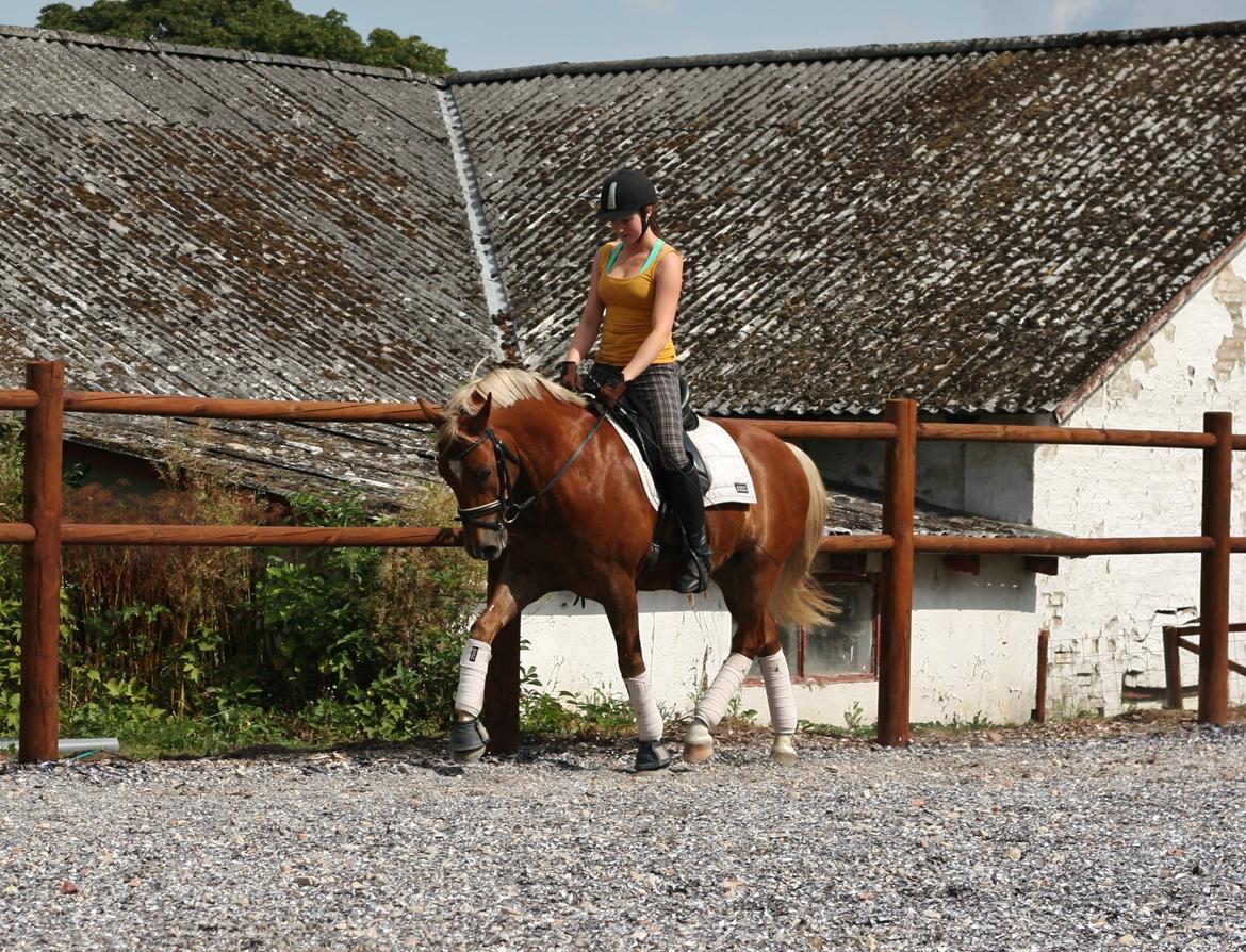 New Forest Romeo´s Kentucky - Kentucky under rytter for 16. gang. August 2014 billede 4