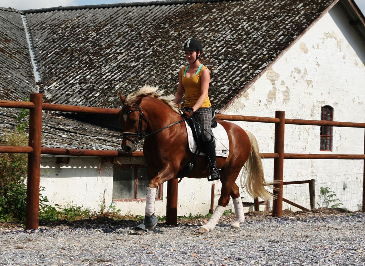 New Forest Romeo´s Kentucky - Kentucky under rytter for 16. gang. August 2014 billede 9