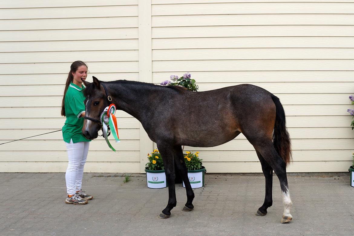 Connemara CAPALL ANNA LIVIA billede 1