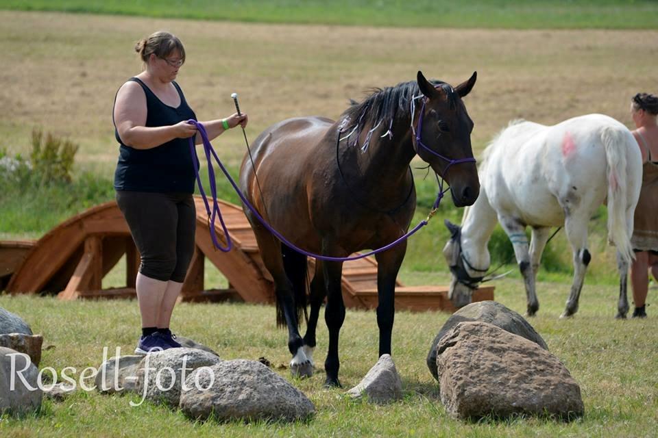 Oldenborg VESTERBÆKS EMILY - DHE Træf d. 2/8 2014 Agility billede 19