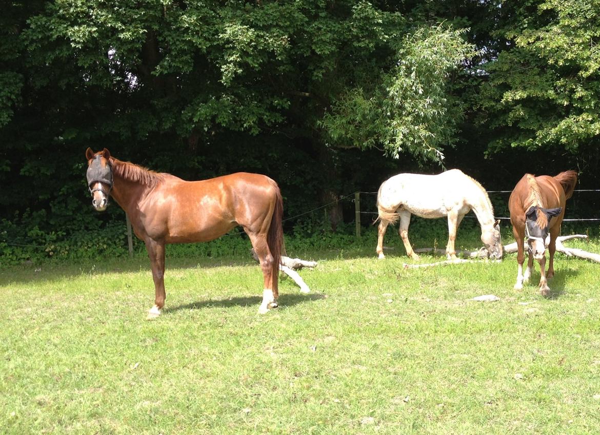 Dansk Varmblod Arabella (Bella) - Arabella på fold med Melinka, Okali og Roxy ;-) billede 10