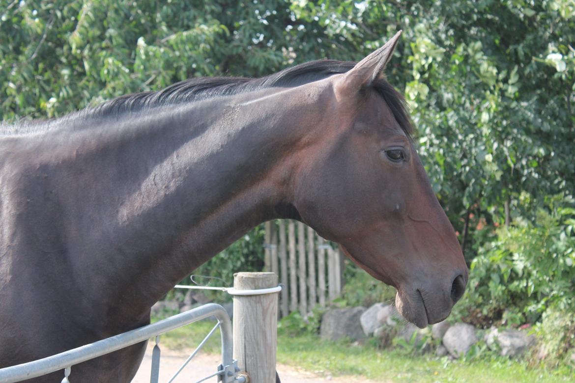 Anden særlig race Frida *Fjums* billede 4