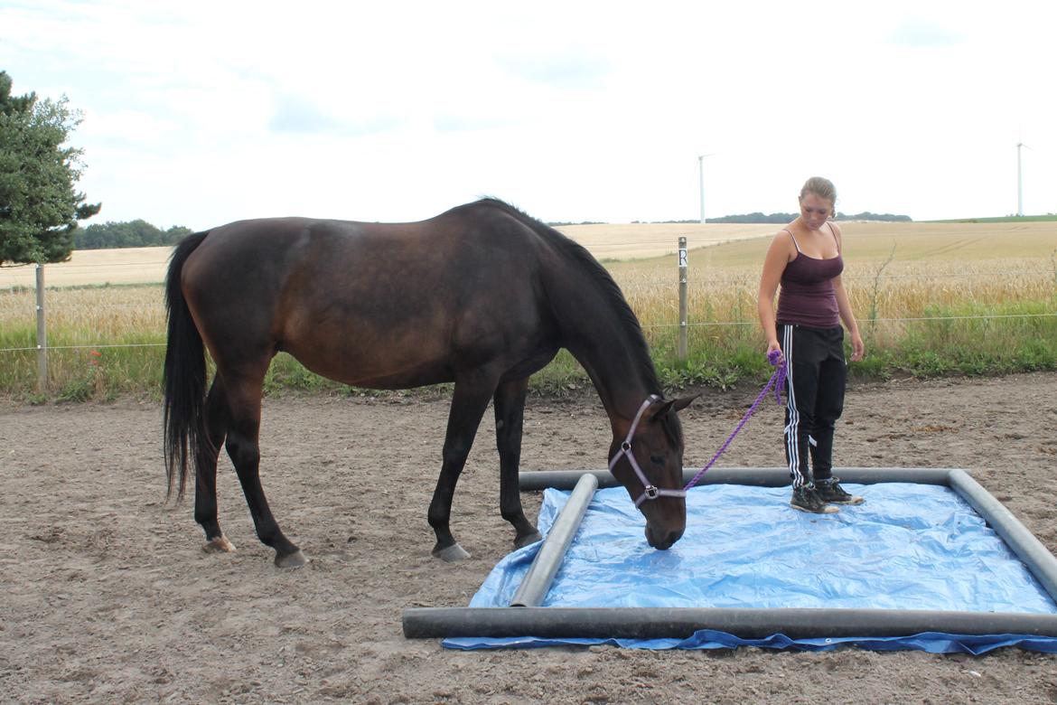 Anden særlig race Frida *Fjums* - Aggility med ''Vandgrav''. Hun tog det i stiv arm <3 billede 6