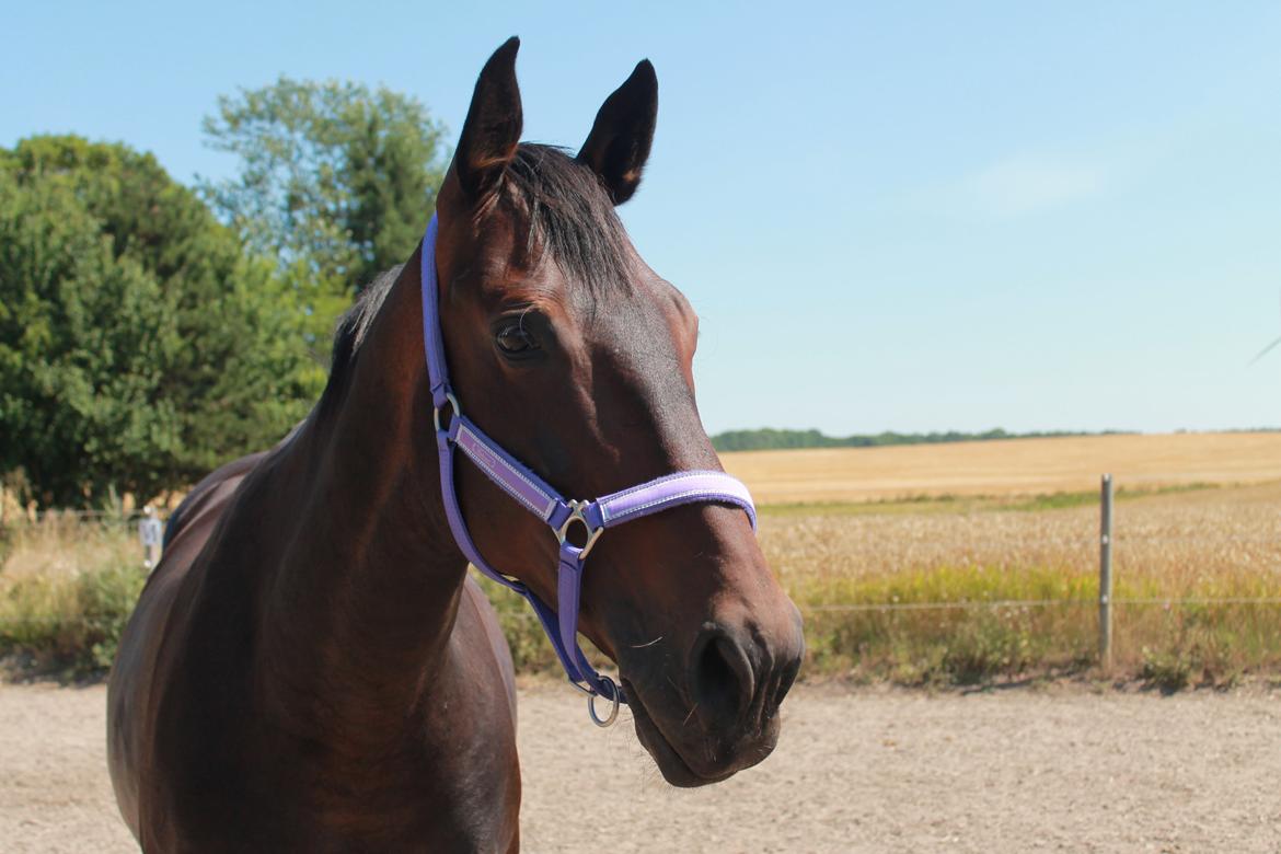 Anden særlig race Frida *Fjums* billede 2