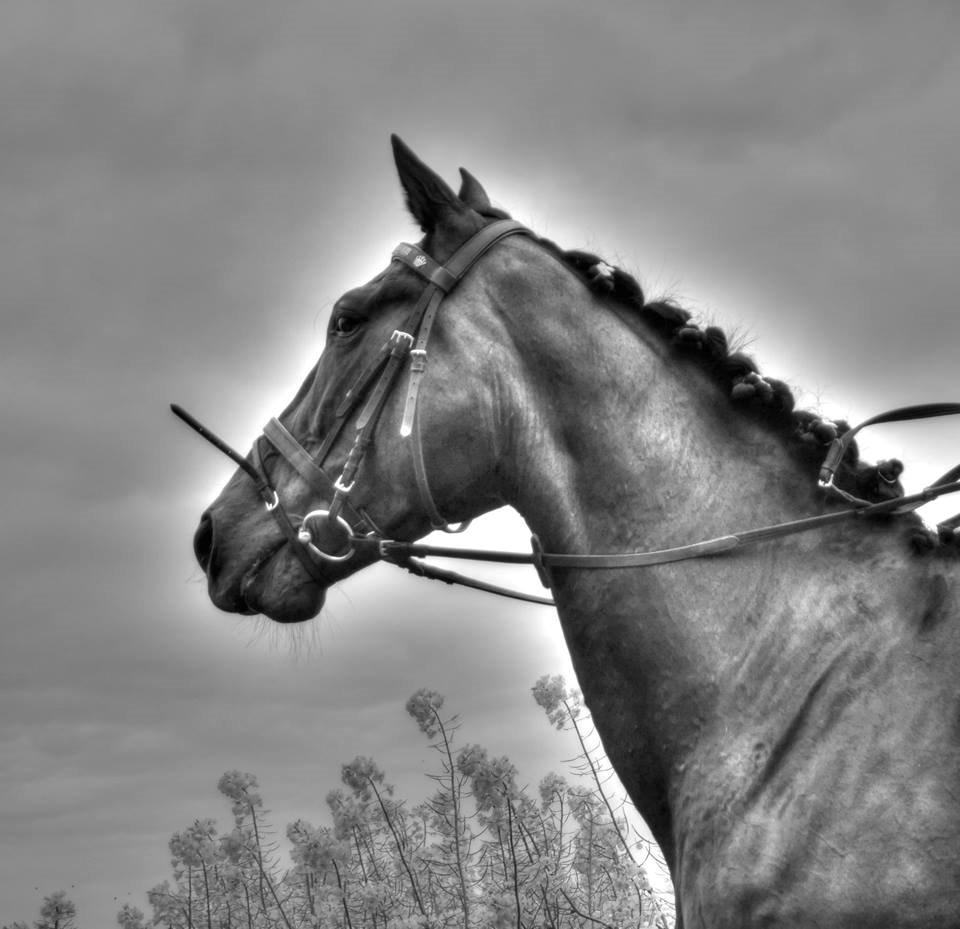 Anden særlig race Frida *Fjums* - Beauty<3 billede 11