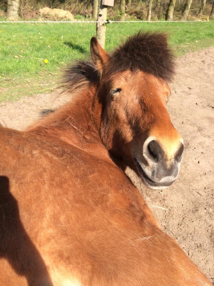 Islænder Lyfting fra Nr.Tolstrup RIP - Grimme hest da! :'D billede 6