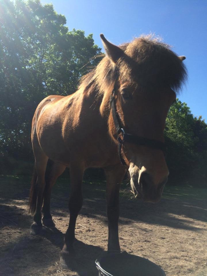 Islænder Lyfting fra Nr.Tolstrup RIP - På hendes 11 års fødselsdag billede 14