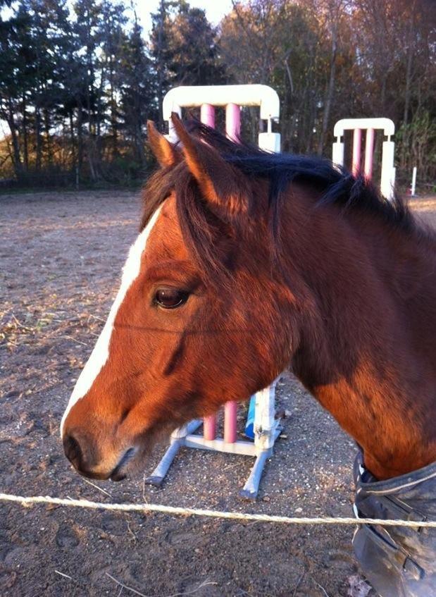 Welsh Pony (sec B) Lyngvejens Divas - Velkommen til Divas profil. <3 billede 1