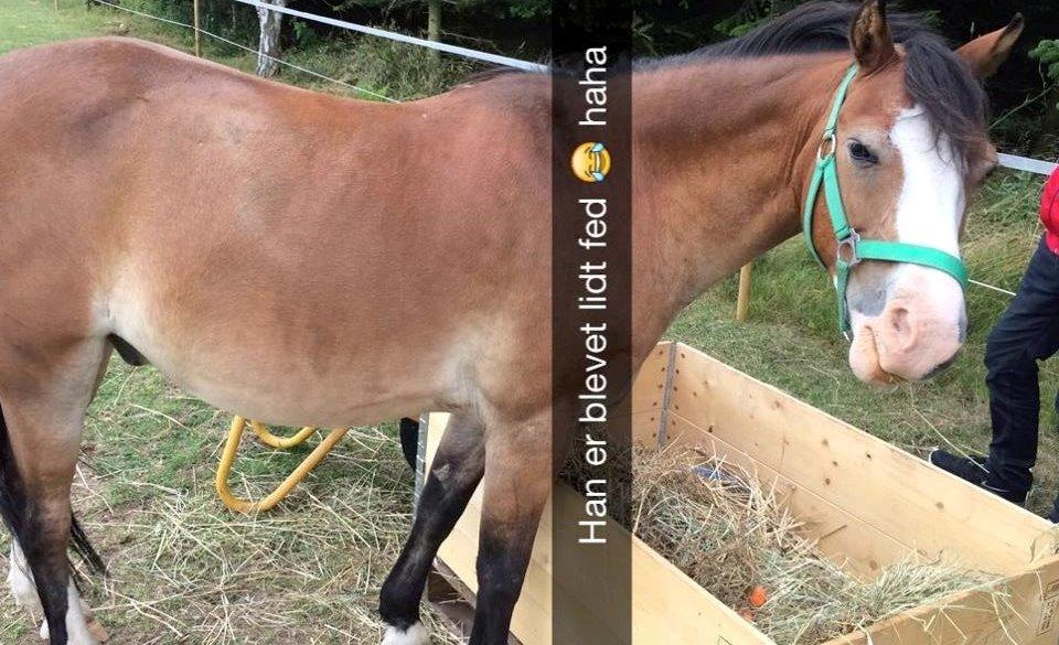 Welsh Pony (sec B) Lyngvejens Divas billede 11