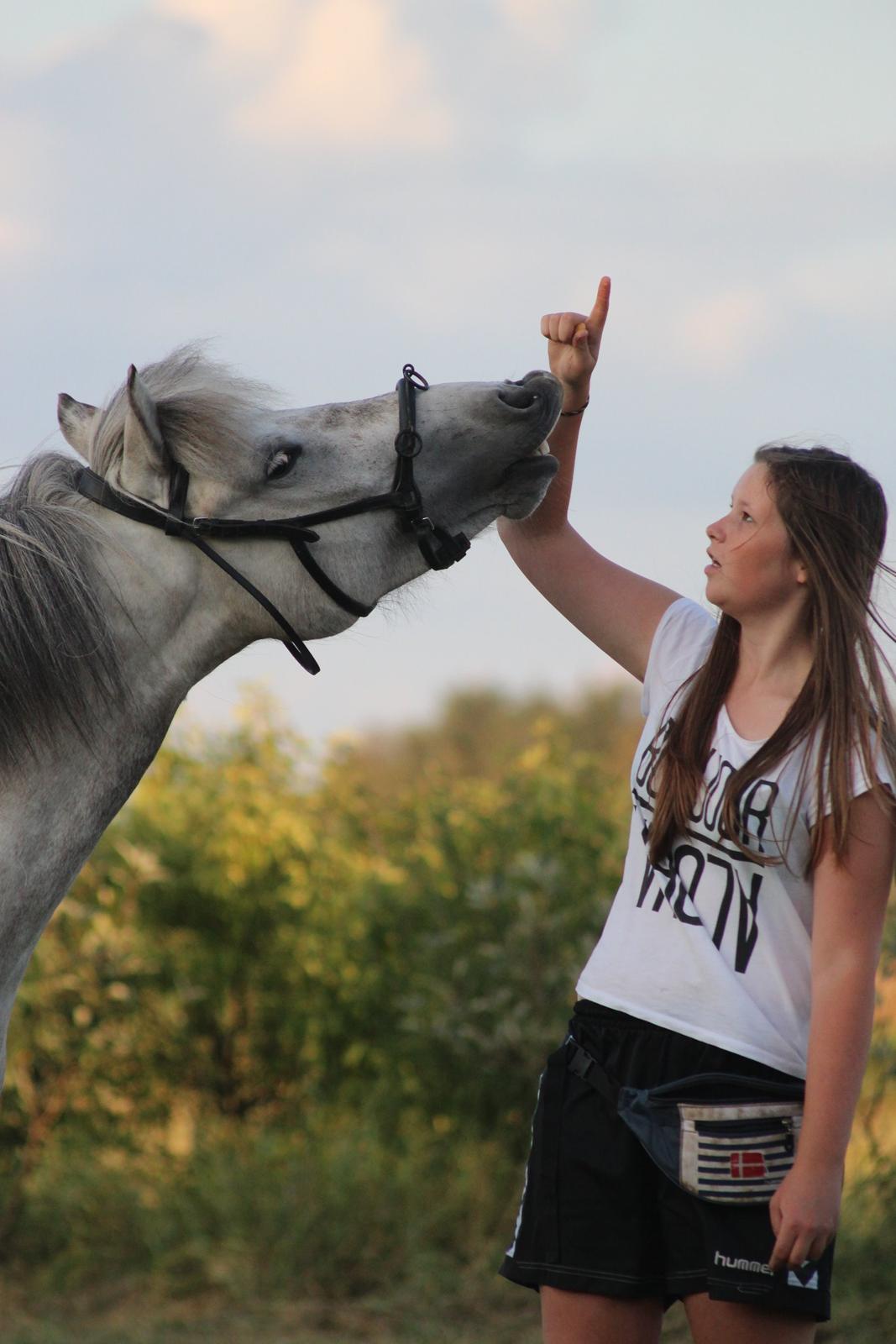 Islænder Disa fra Fruerlund - Smiiil :) Sommer 2014. BIllede - Julie billede 40