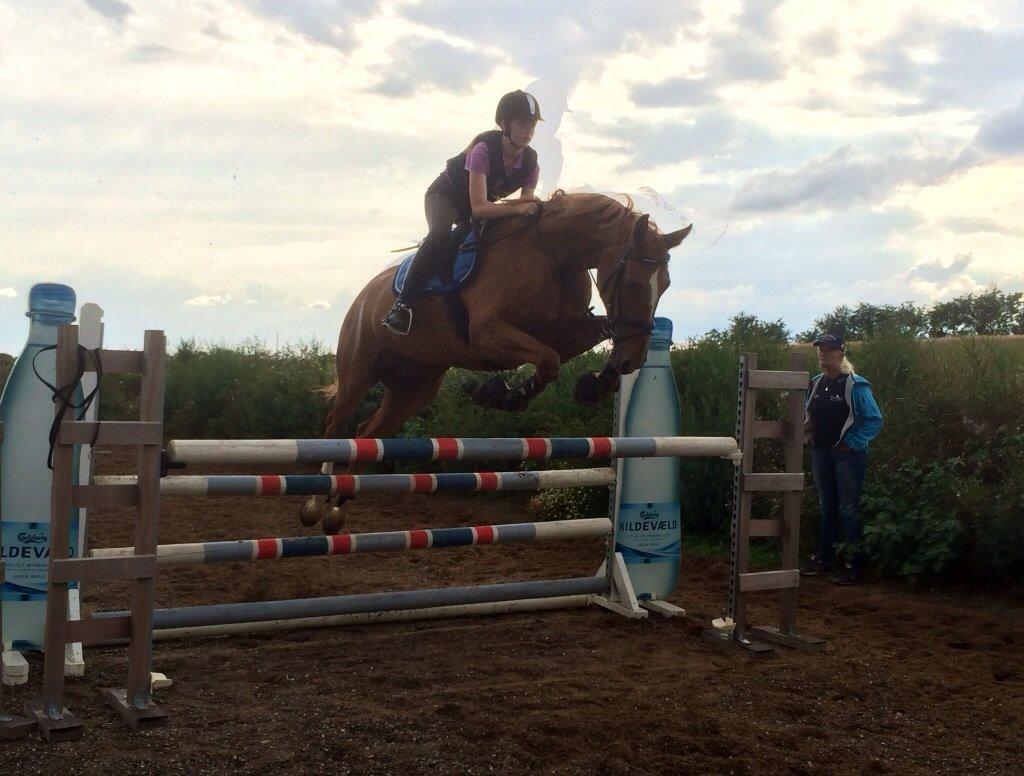 Tysk Oldenburger Bladsgaards Windy Sky - Første undervisningstime sammen ved Jette Bach billede 10